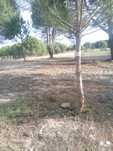 Limpeza terrenos e jardinagem