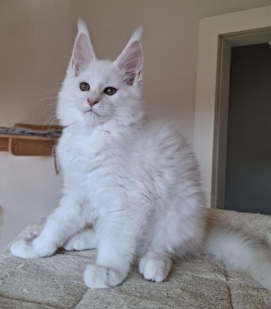 Srebrzysty kocurek Maine Coon