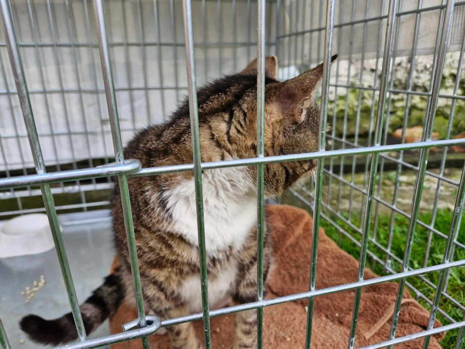 Morusek szuka domu wychodzącego, domu z ogrodem