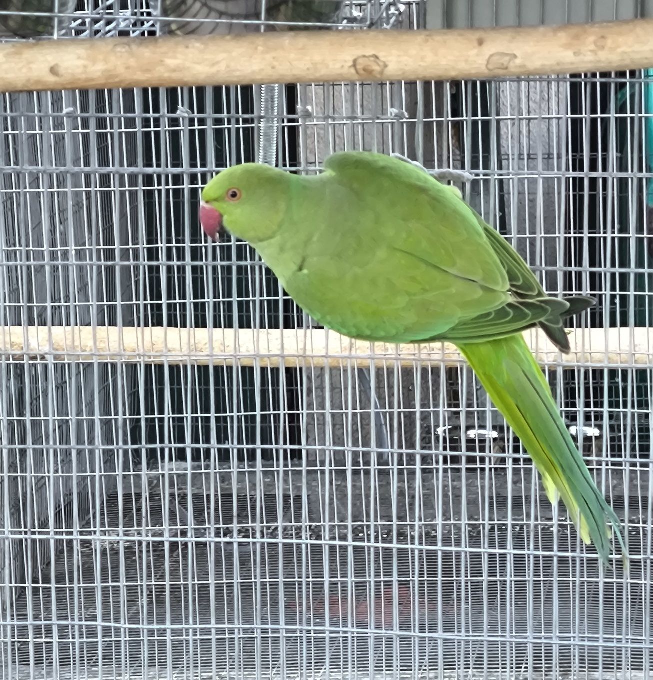 Ring Necks 2025 (Sexados)