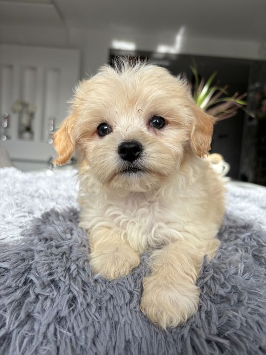 Maltipoo  suczka
