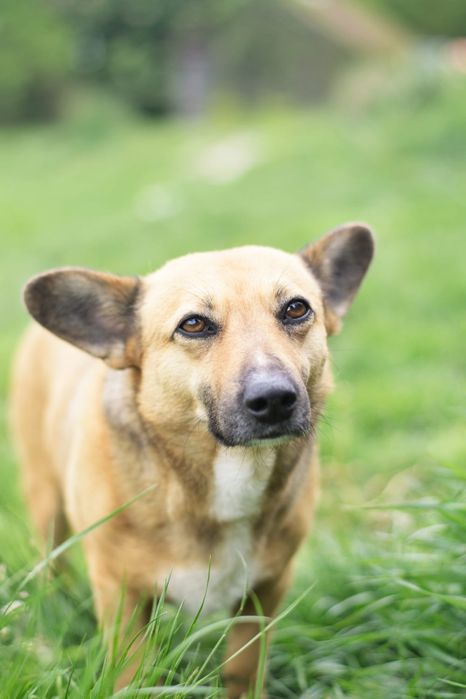 Edi czeka na odpowiedzialny dom