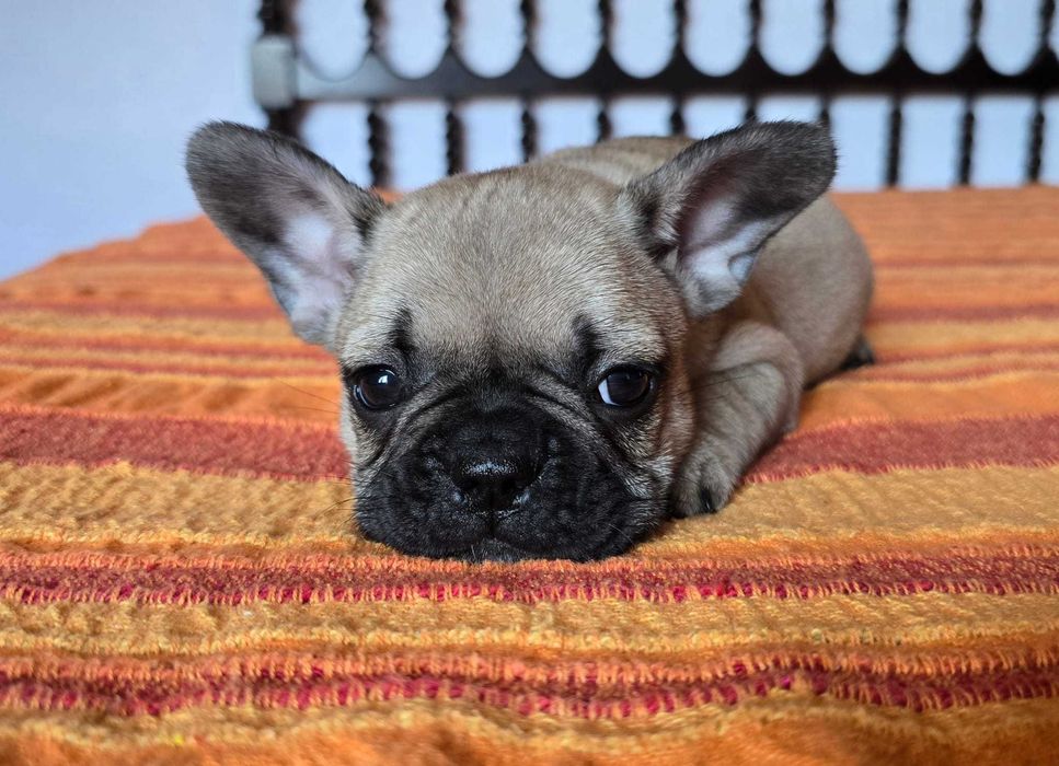 Bulldog francês exotico
