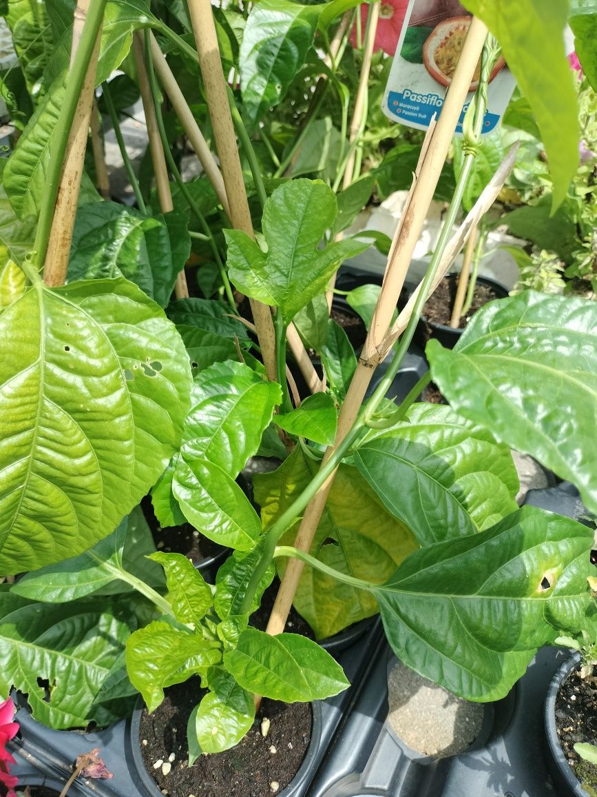 Planta Maracujá vaso