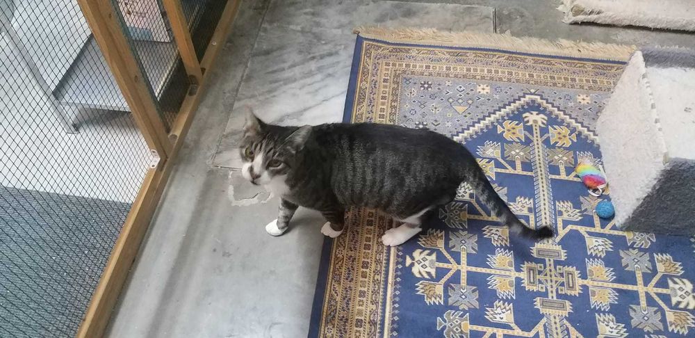 Gato sénior para adoção consciente