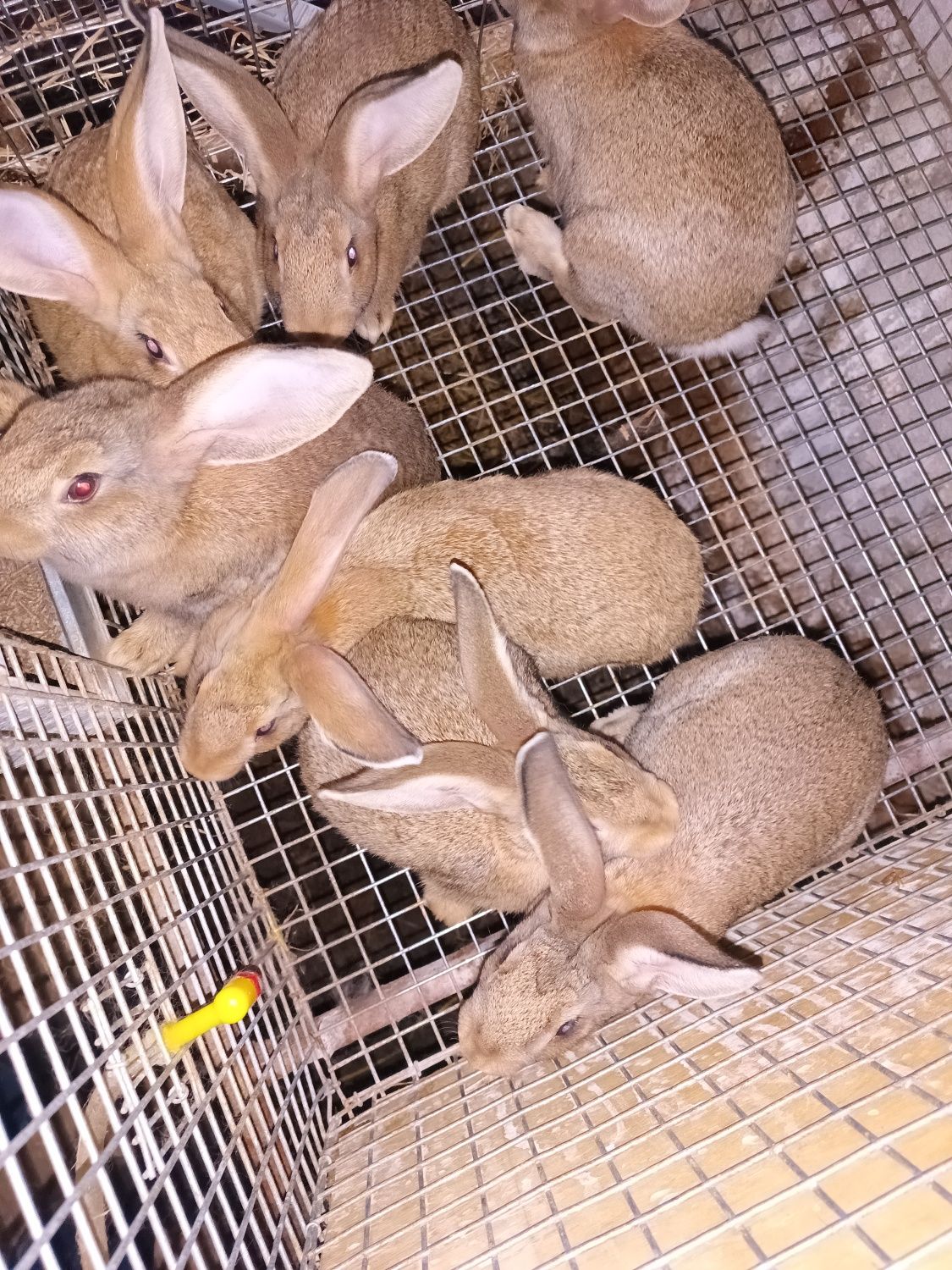 Coelhos Gigantes em adultos 6 a 9 kg