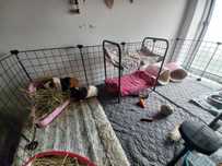 Hotel para pequenos animais