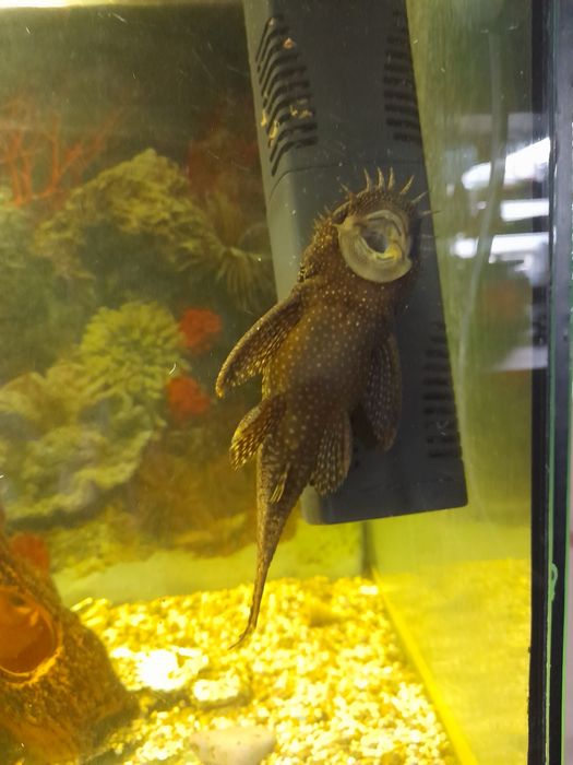 Аквариум,  акваріум