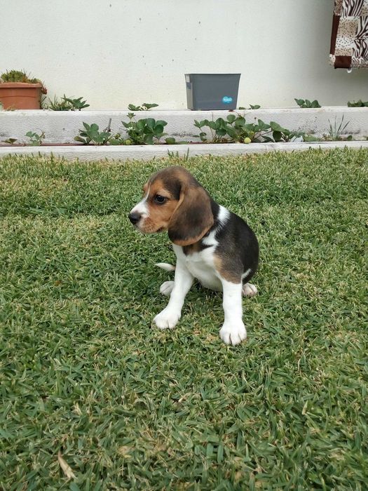 Beagle tricolor cachorro