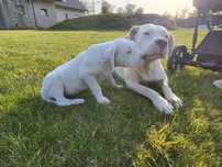 Dog Argentyński ZKwP fci nie bandog