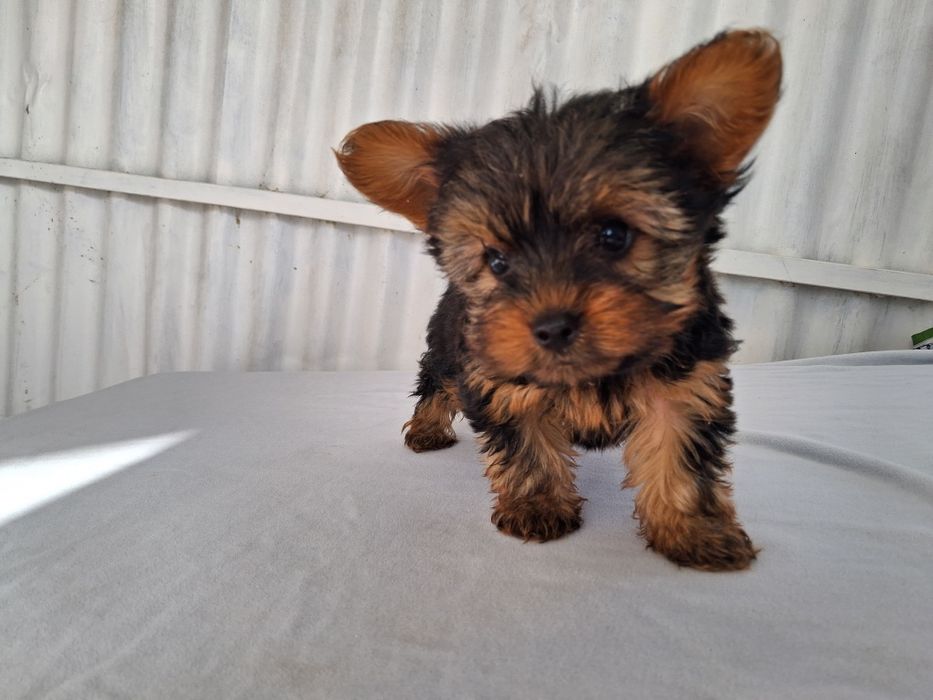 Yorkshire Terrier, macho, vacinado e desparasitado