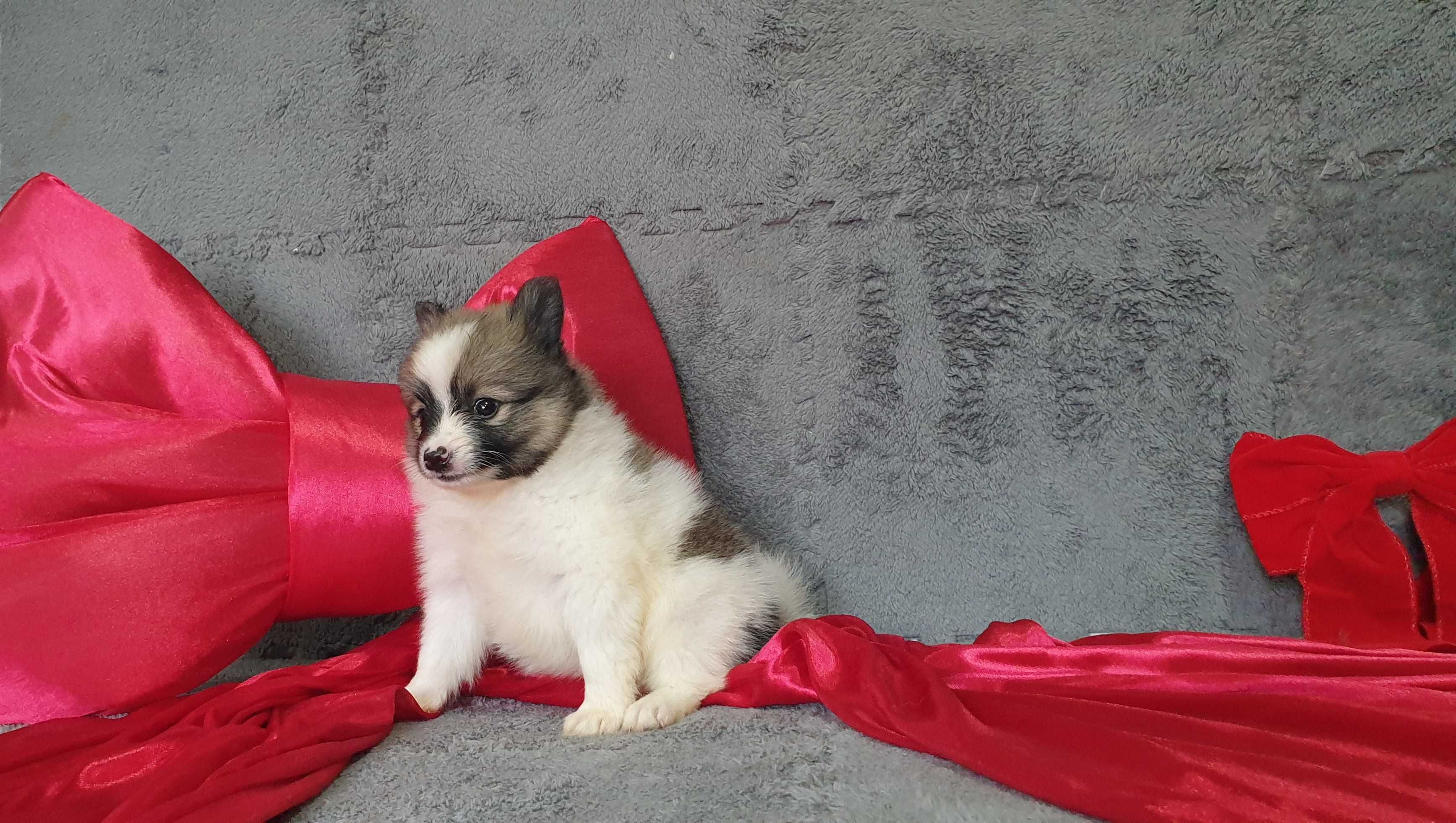 spitz alemão anão/lulu da pomerania