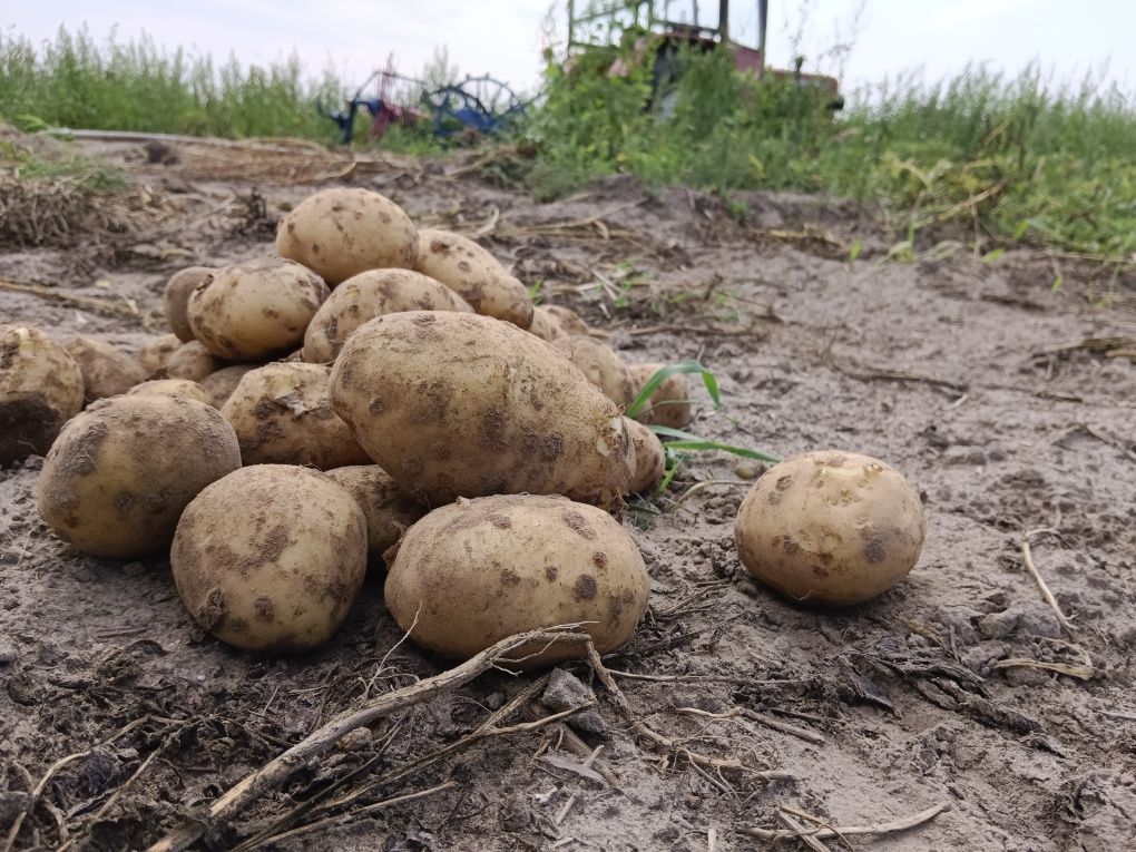 Ziemniaki młode Surmia Agnes i Gala
