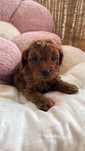 Pudel piesek toy red brown / badania