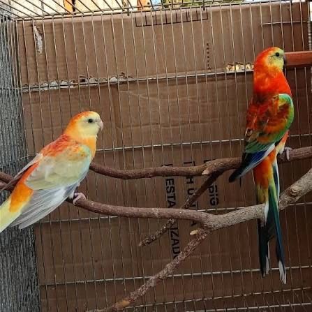 Red Rumped casal