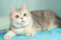 Шикарный котик британский - золотая шиншилла -голубое золото ау 11(24)