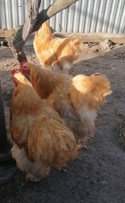 Продам півней породи кохінхін