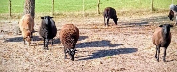 Sprzedam owce – mieszańce Kamerun × Dorper