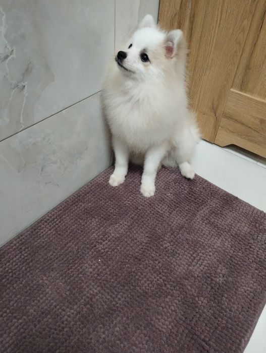 Szpic miniaturowy piesek