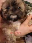 Szczeniak Shih tzu piesek z rodowodem