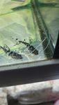 Sum Pictus - Tina Zoo Zabrze