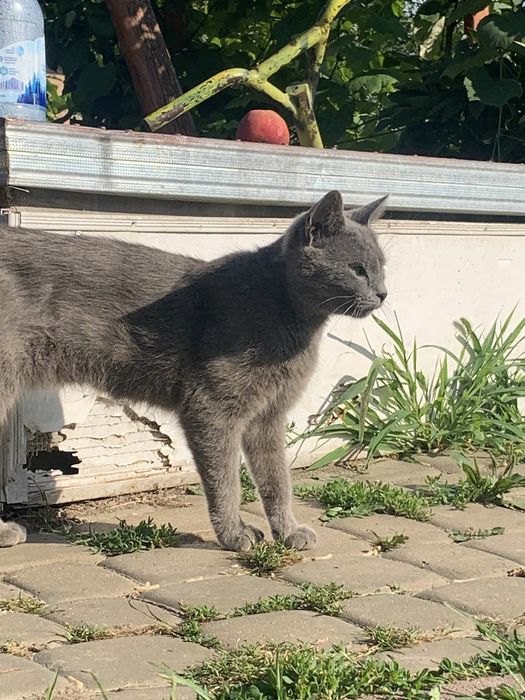 Віддам в добрі руки