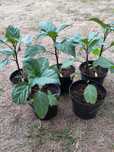 Bieluń Surmikwiat Datura " Ballerina Purple" sadzonki