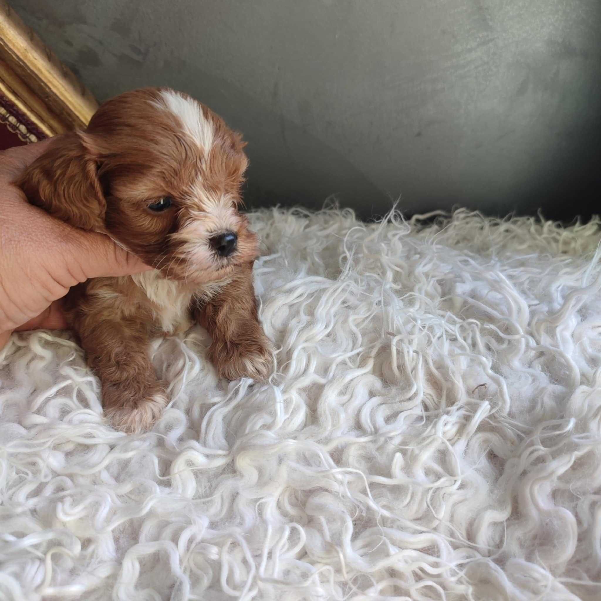 Cavapoo > cavalier & pudel > piesek.