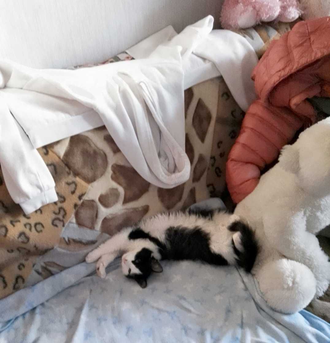 Кошеня-хлопчик Барон (3 міс) в добрі руки!