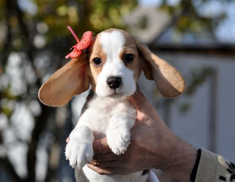 Цукерочка, солоденька крихітка / цуценята бiгля / щенки бигля