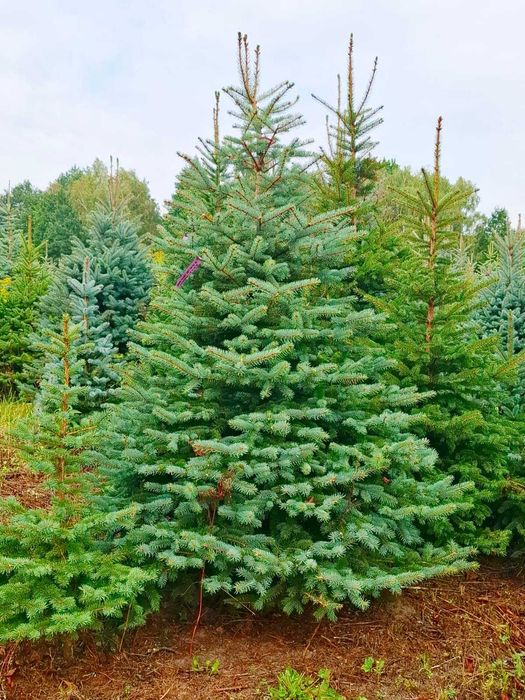 Świerk kłujący srebrny w donicy 60 - 175 cm / Cięty TuChoniki.pl Jodła