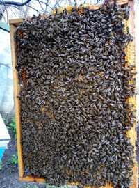 Продам Бджолопакети . Пчелопакет. Бджолосімї