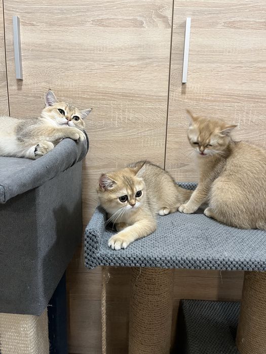 Котики британці шиншили