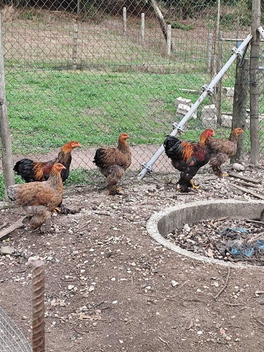 4 casais de Brahma perdiz