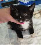 2 małe Kotki do adopcji