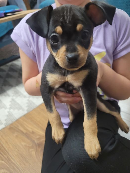 Oddam pieski w dobre ręce