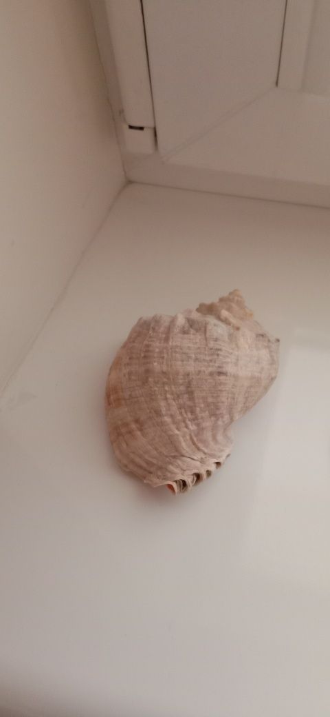 Ракушки Морские. Разные.