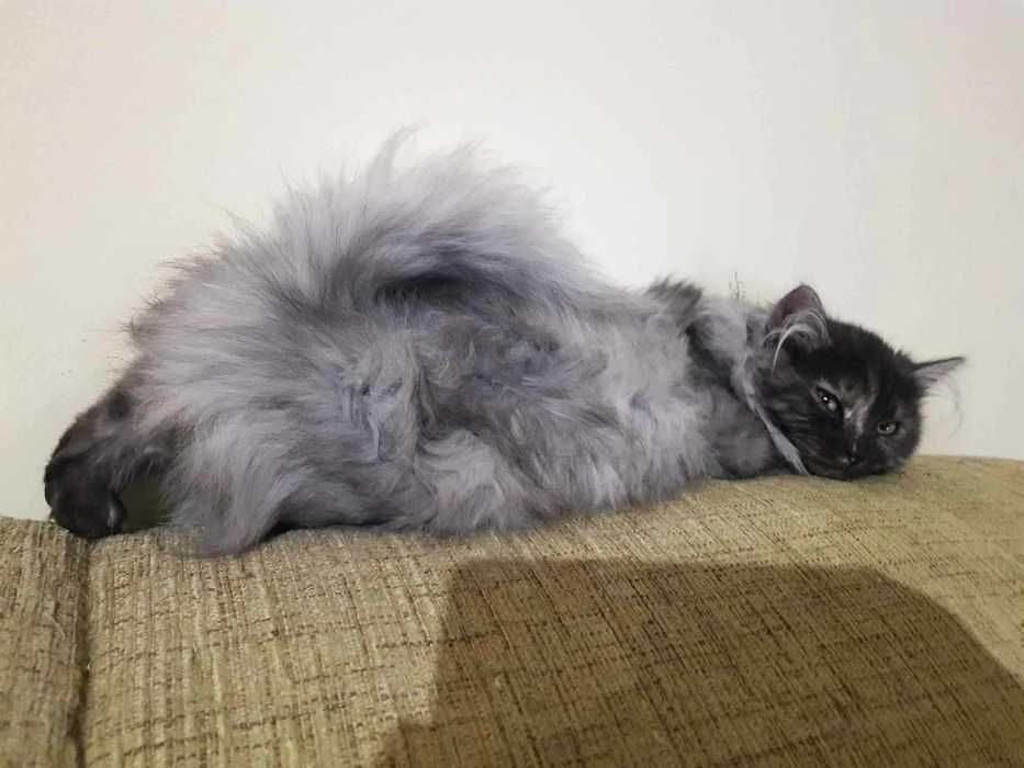 Lily długowłosa piękność