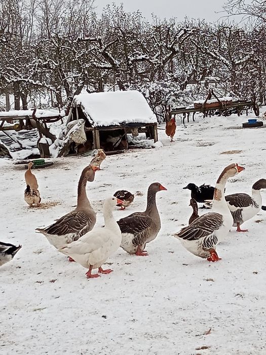 Kaczki, kaczory i gęsi