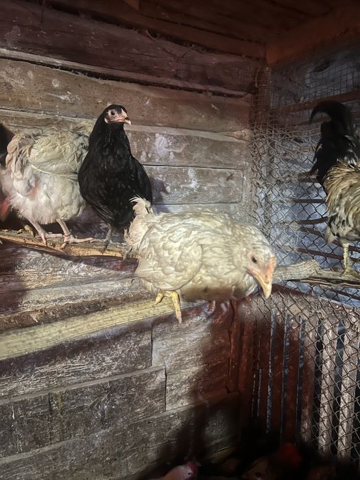 Кури несушки,півні