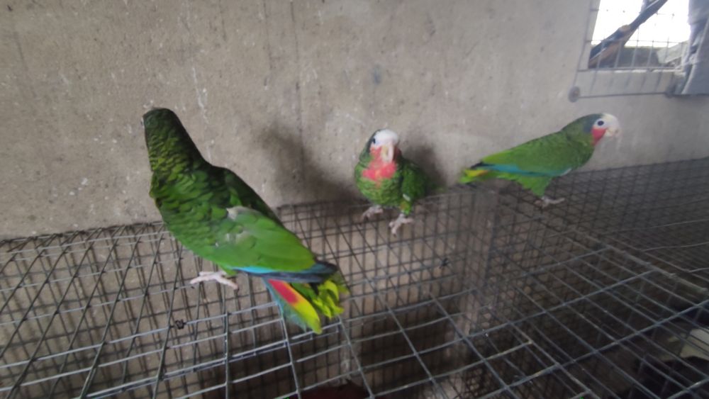 Papagaio cubano amazonas leucocephala