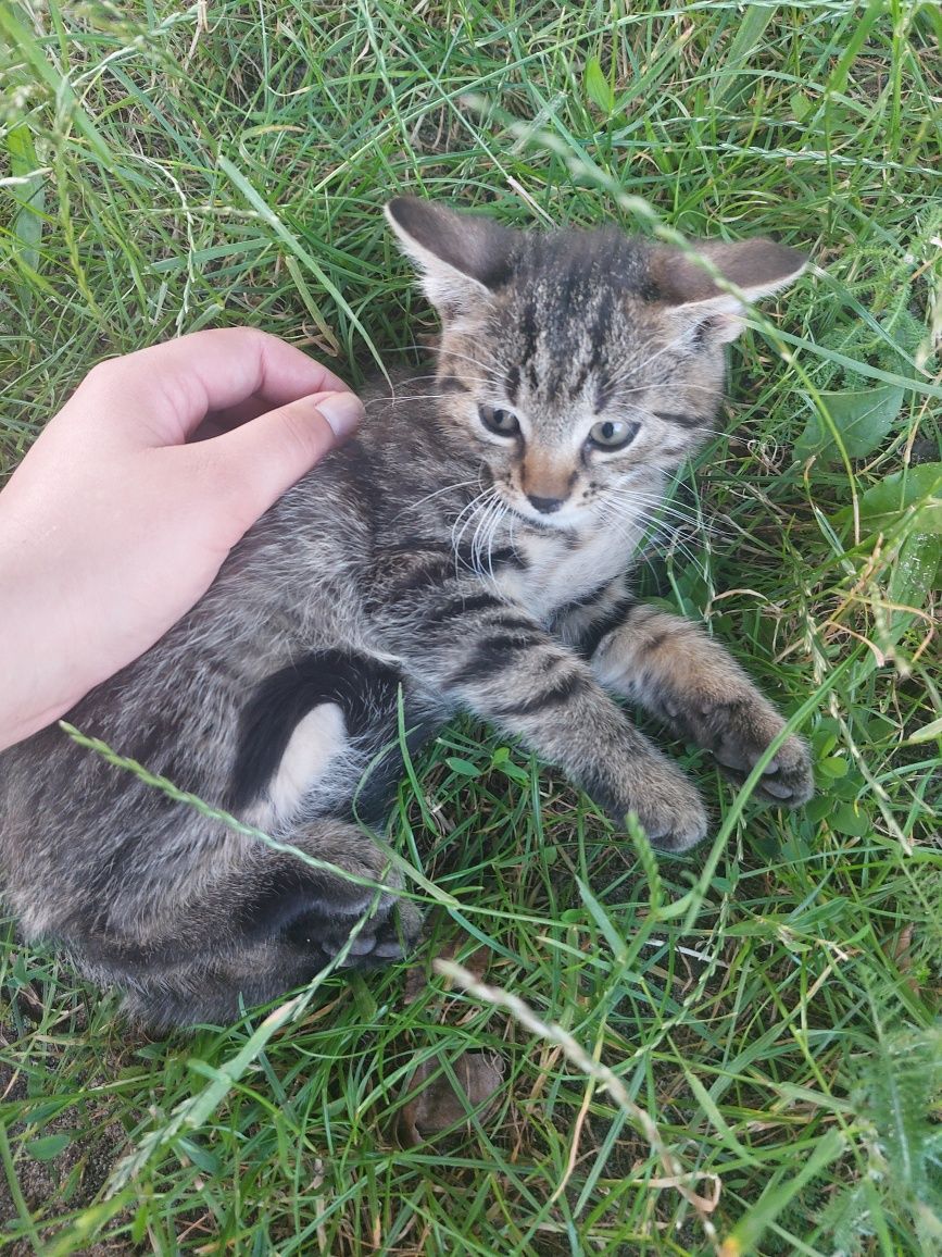 Oddam kotki w dobre ręce