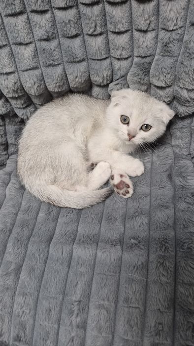 Шотландский котёнок серебристая шиншилла вислоухий мальчик шиншила