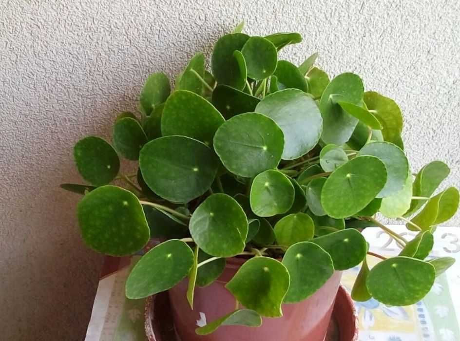 Pieniążek (Pilea Peperomioides)-UWAGA!!OKAZJA!!