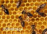 Продаю бджолосім'ї з вуликами