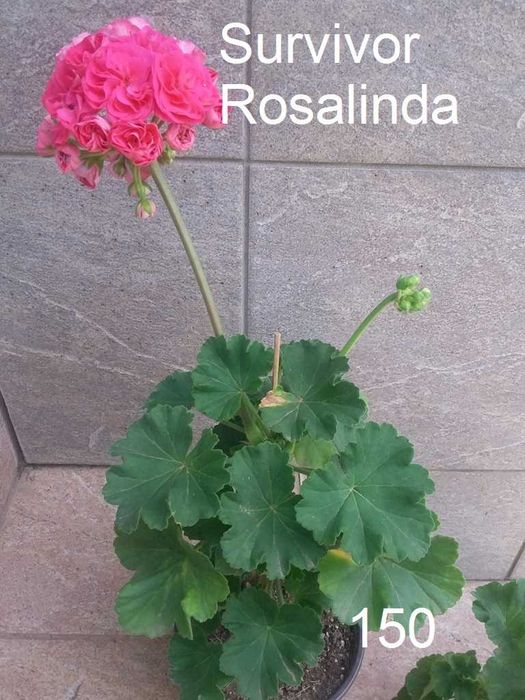 Сортовые пеларгонии