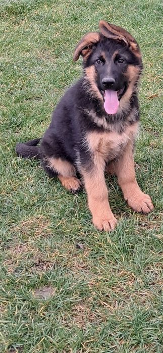 Owczarek niemiecki krótkowłosy fci