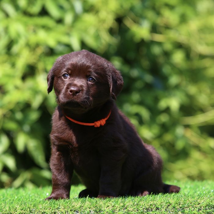 Цуценя / цуценята Лабрадор Ретривер / щеня / щенята / щенок / щенки