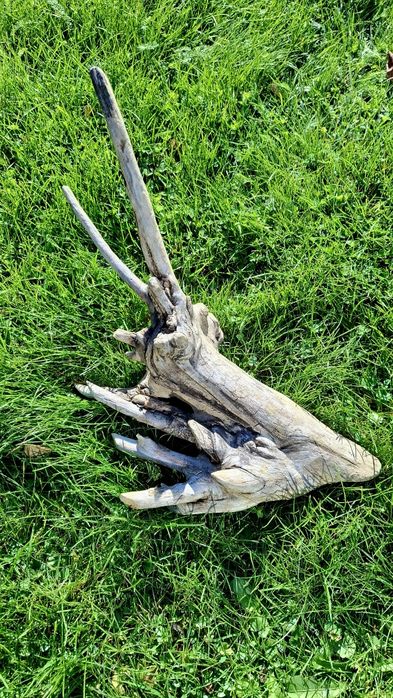 Piękny korzeń do akwarium terrarium