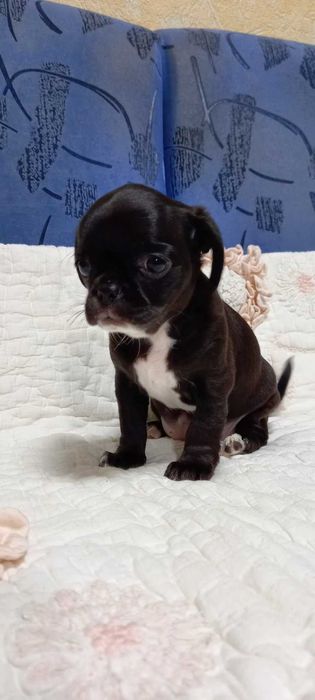 Девочка. привита по возрасту. Вет паспорт.